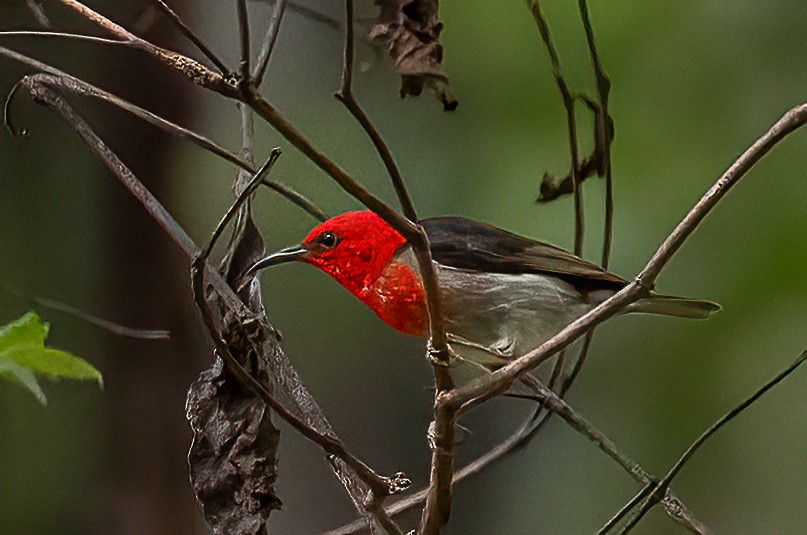 Sulawesi Myzomela - ML645880112