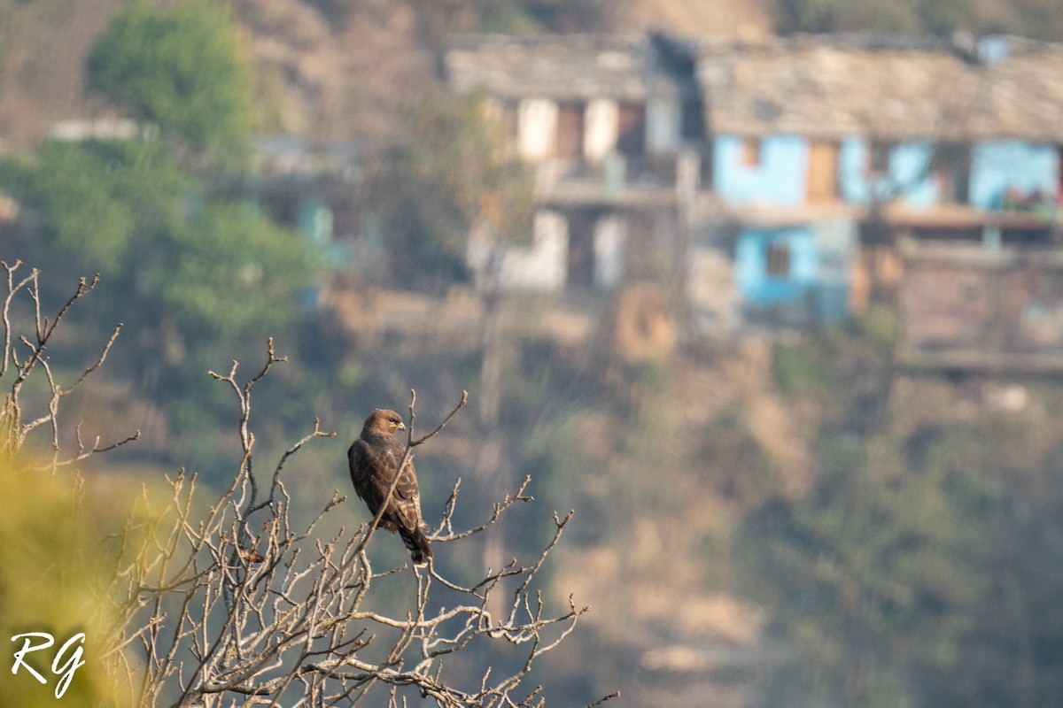 Himalayan Buzzard - ML645880113