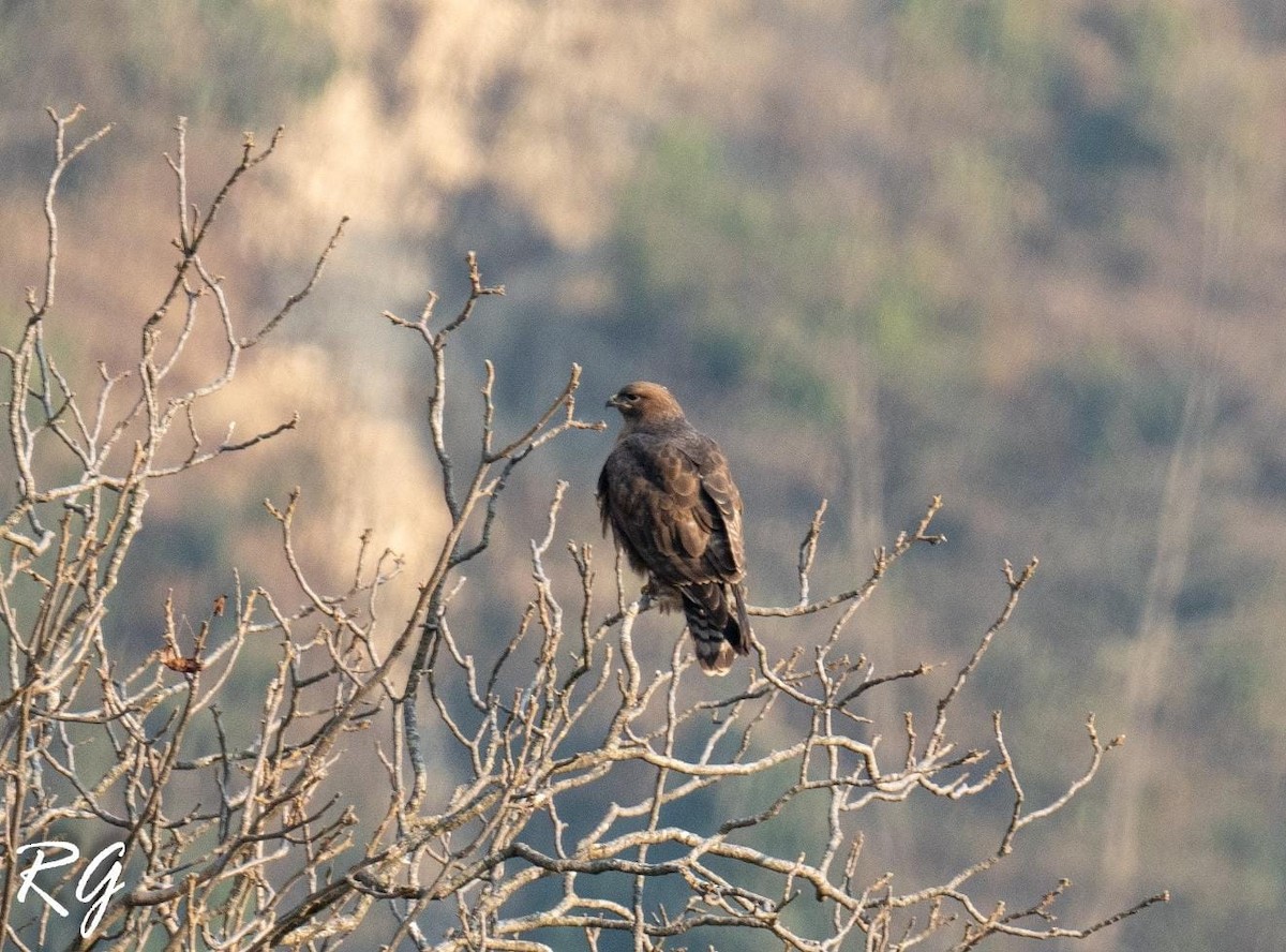 Himalayan Buzzard - ML645880114