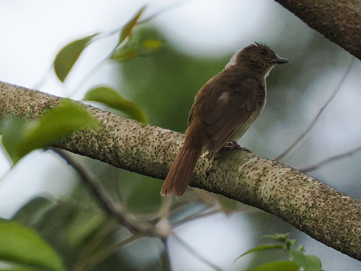Little Greenbul - ML645880116
