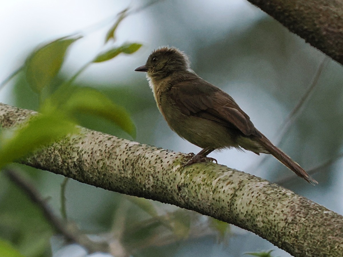 Little Greenbul - ML645880117
