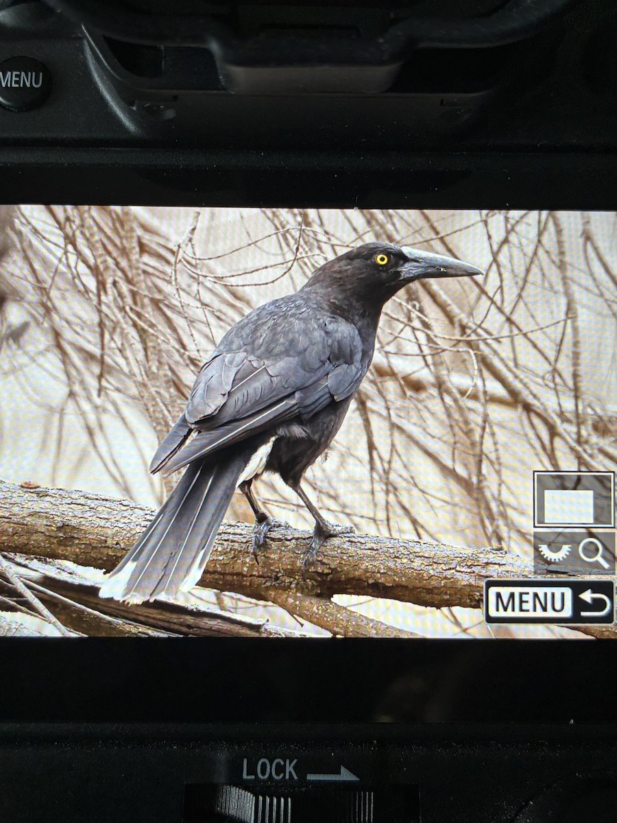 Gray Currawong - ML645880118