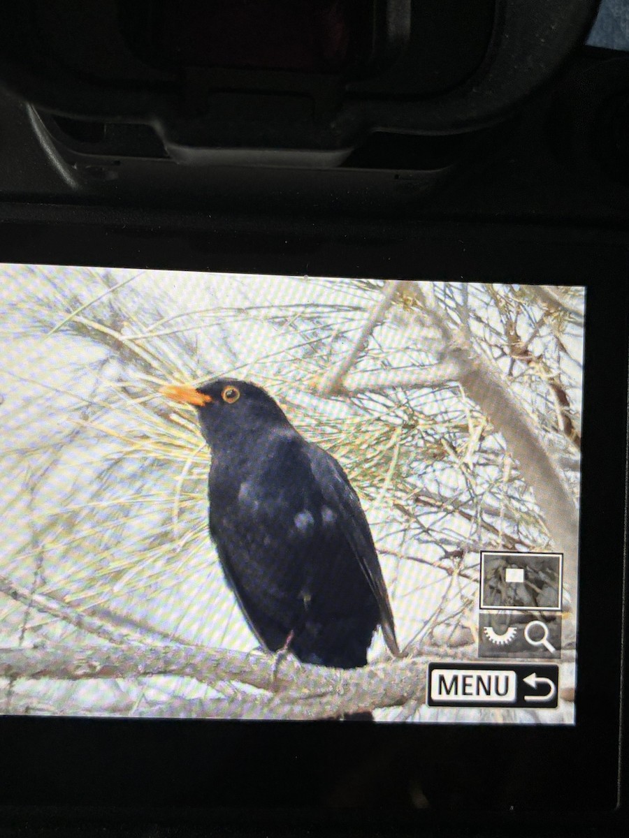 Eurasian Blackbird - ML645880120