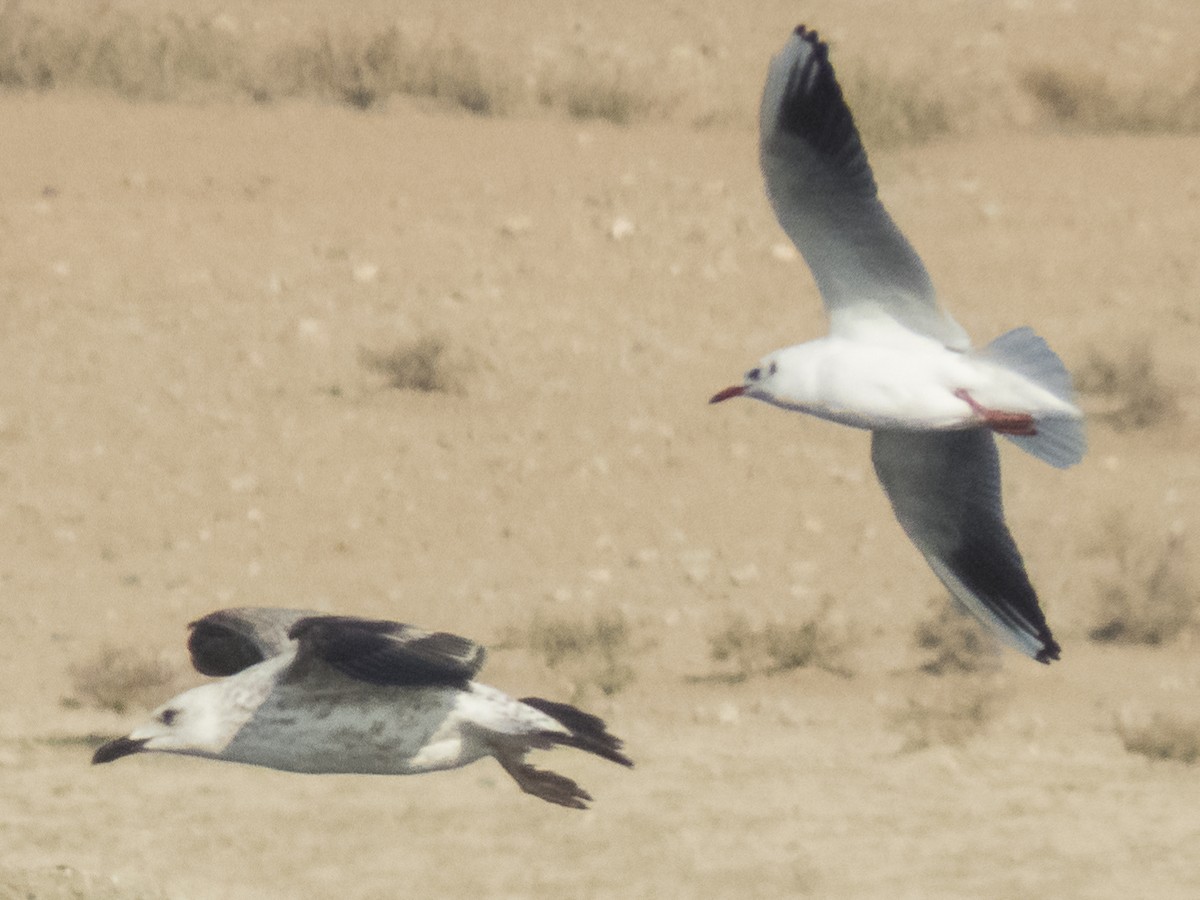 Caspian Gull - ML645880122
