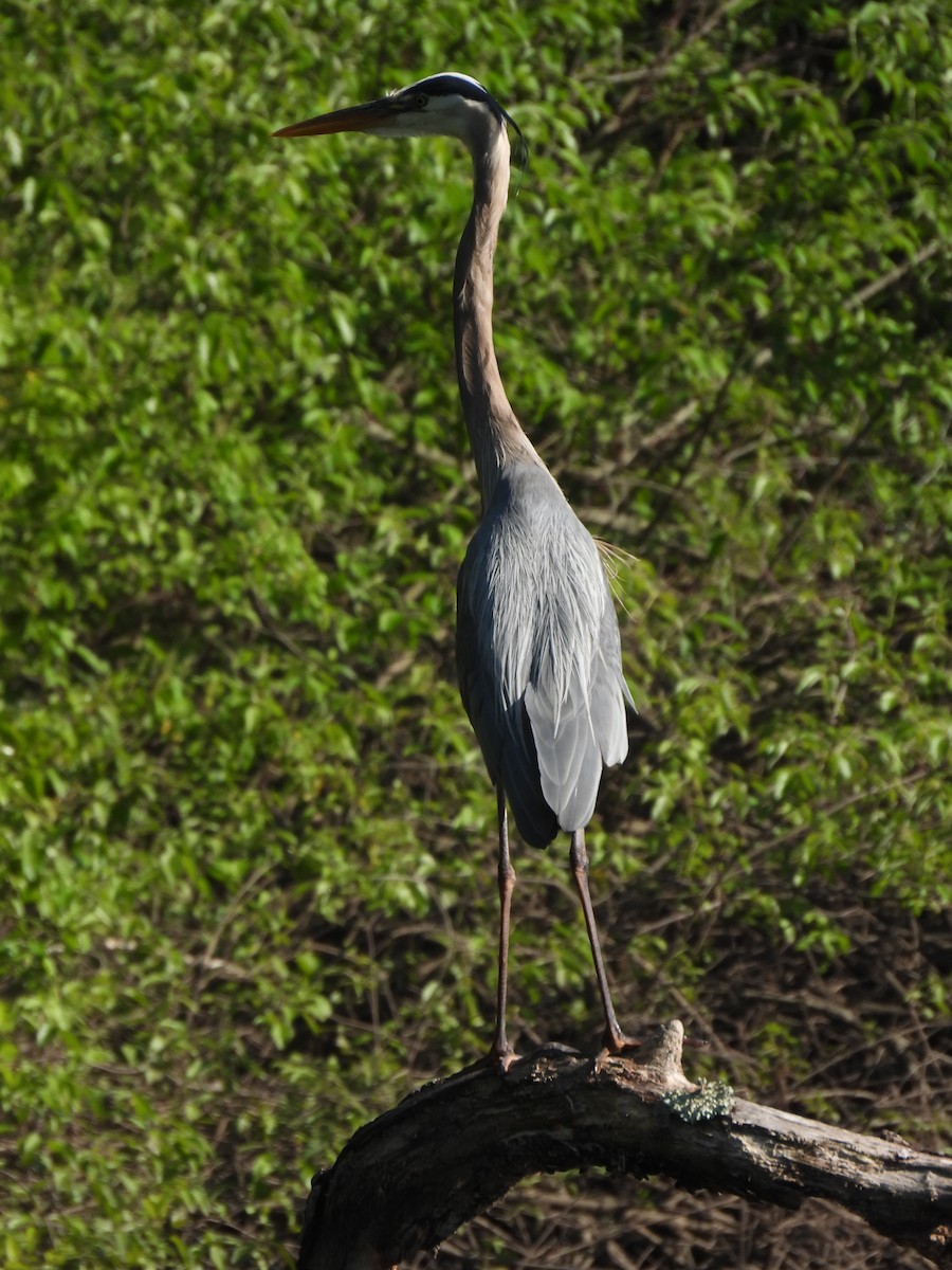 Great Blue Heron - ML645880128