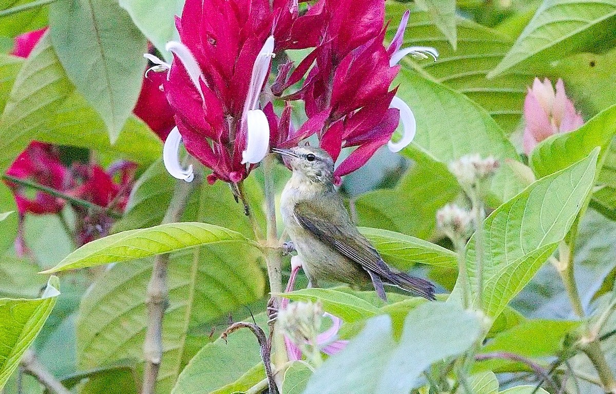 Tennessee Warbler - ML645880129