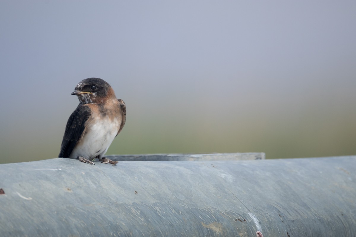 סנונית אמריקנית - ML645880135