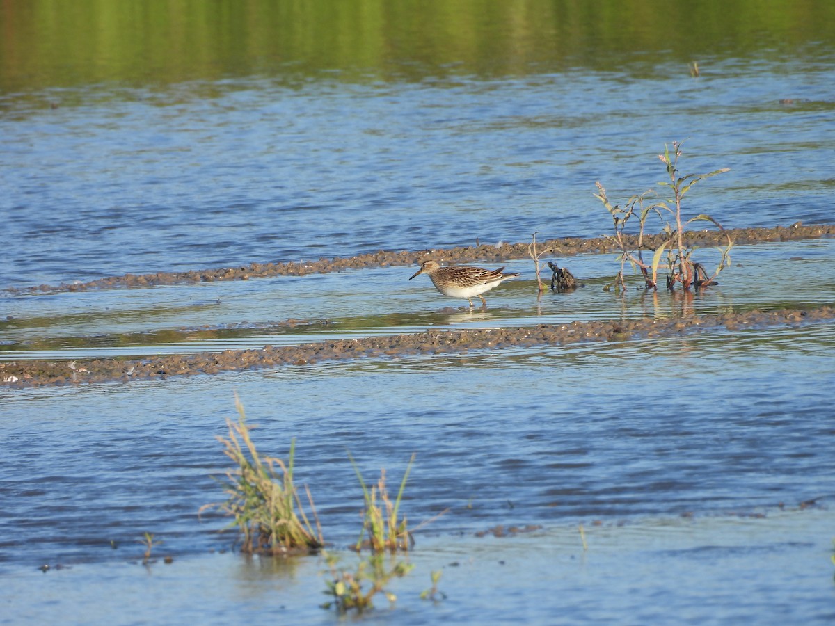 Çizgili Kumkuşu - ML645880143