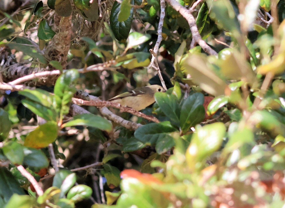 ルビーキクイタダキ - ML645880147