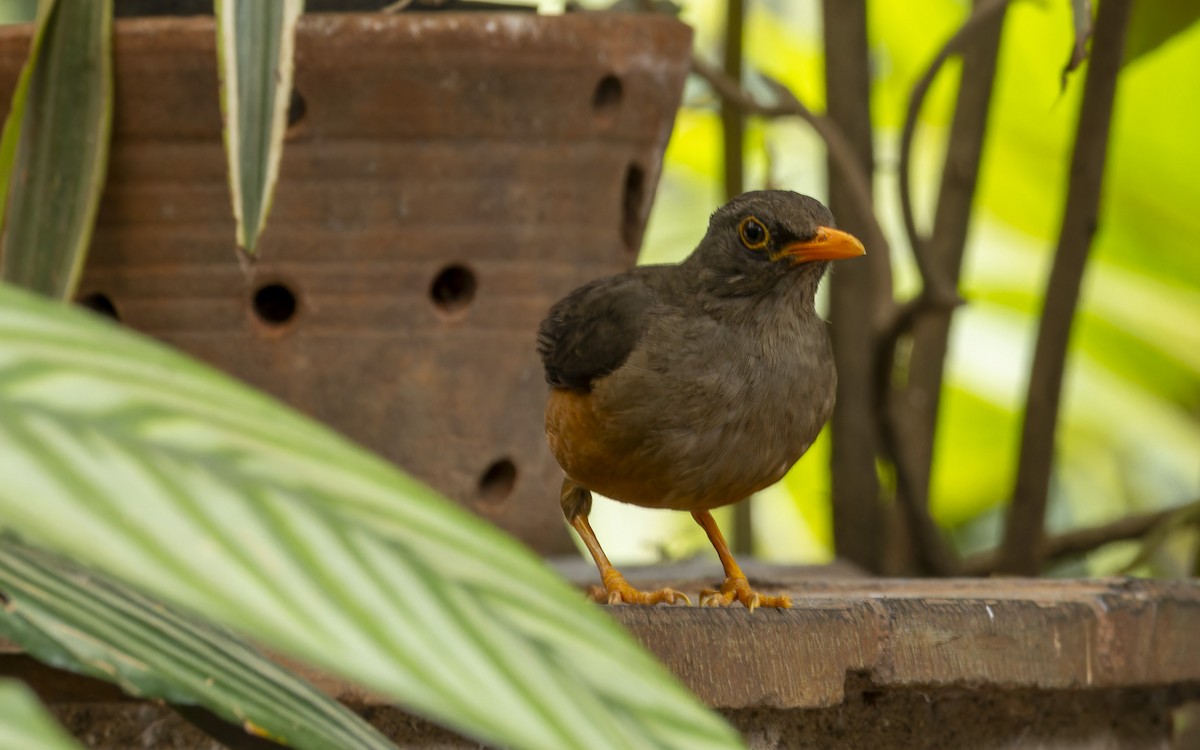 Эфиопский дрозд - ML645880152