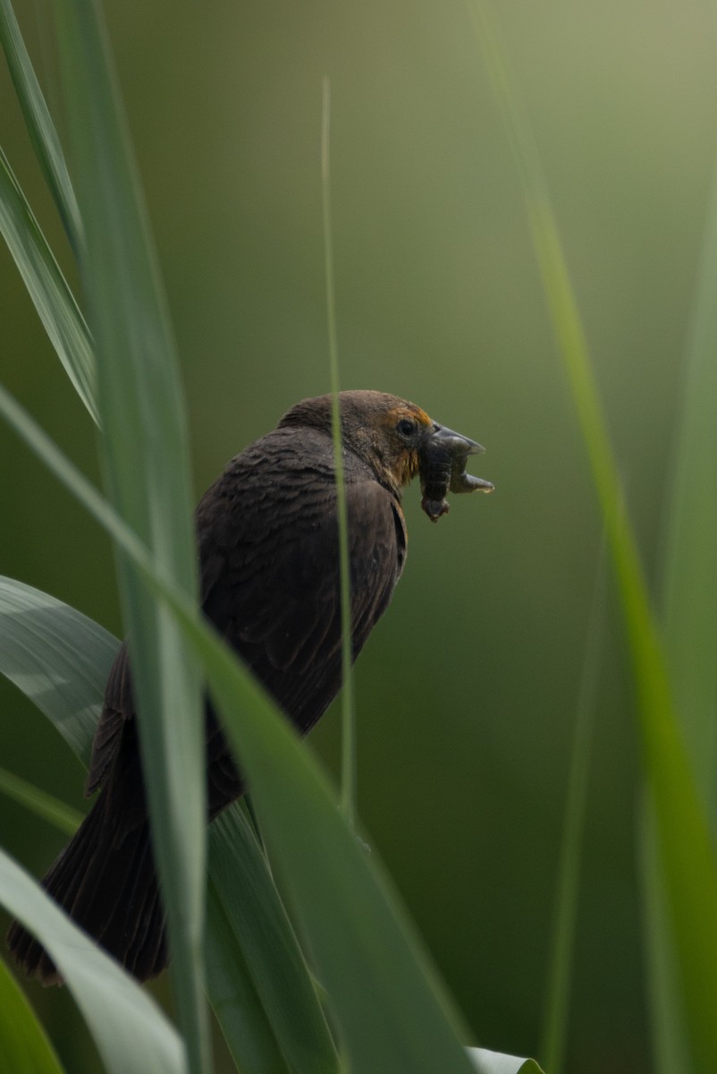 Yellow-headed Blackbird - ML645880161