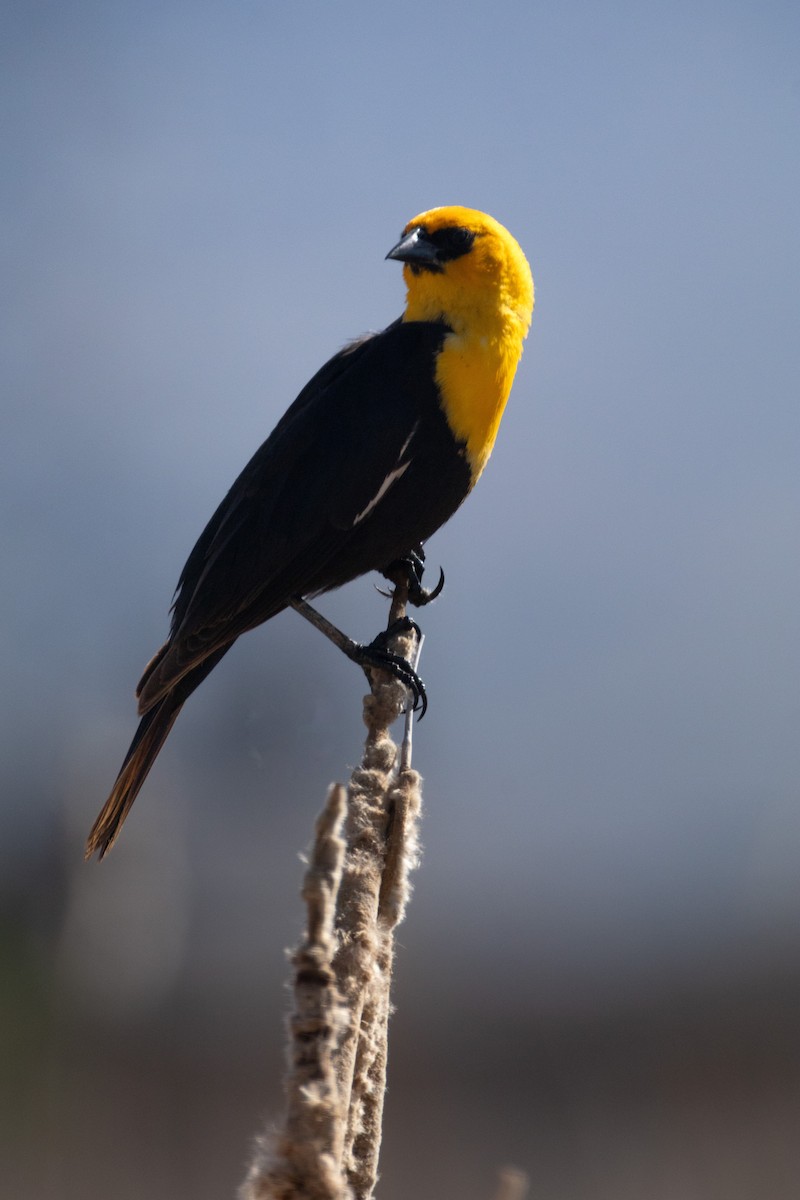 Yellow-headed Blackbird - ML645880162