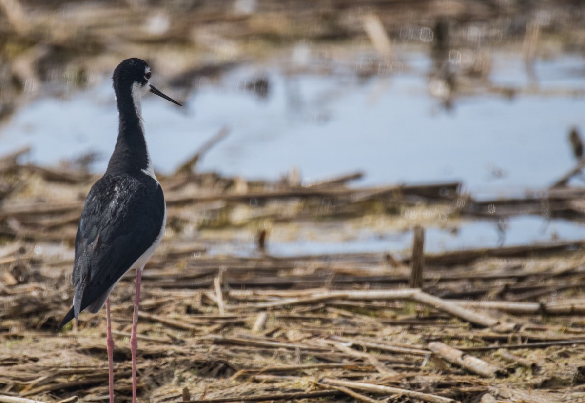 Black-necked Stilt - ML645880164
