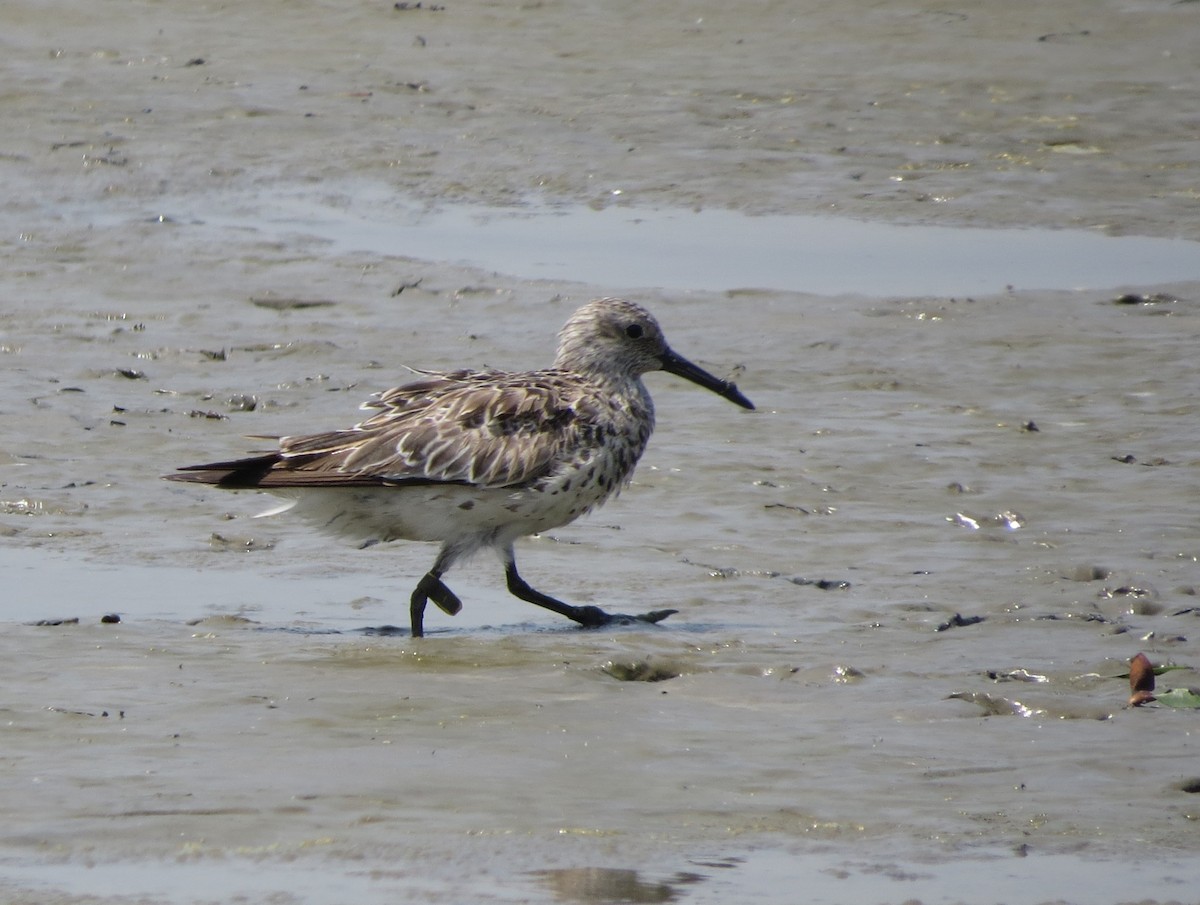 Great Knot - ML645880171