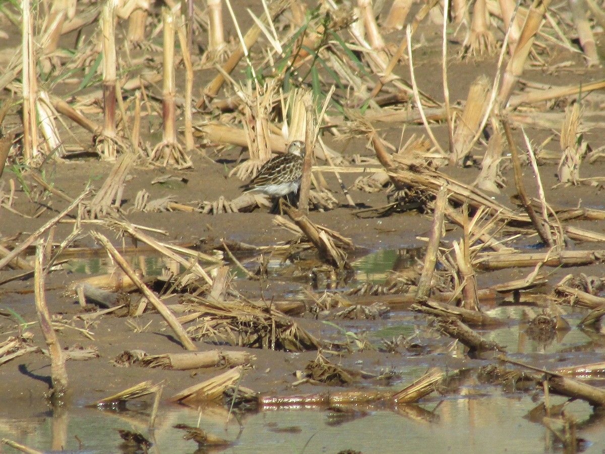 Çizgili Kumkuşu - ML645880181