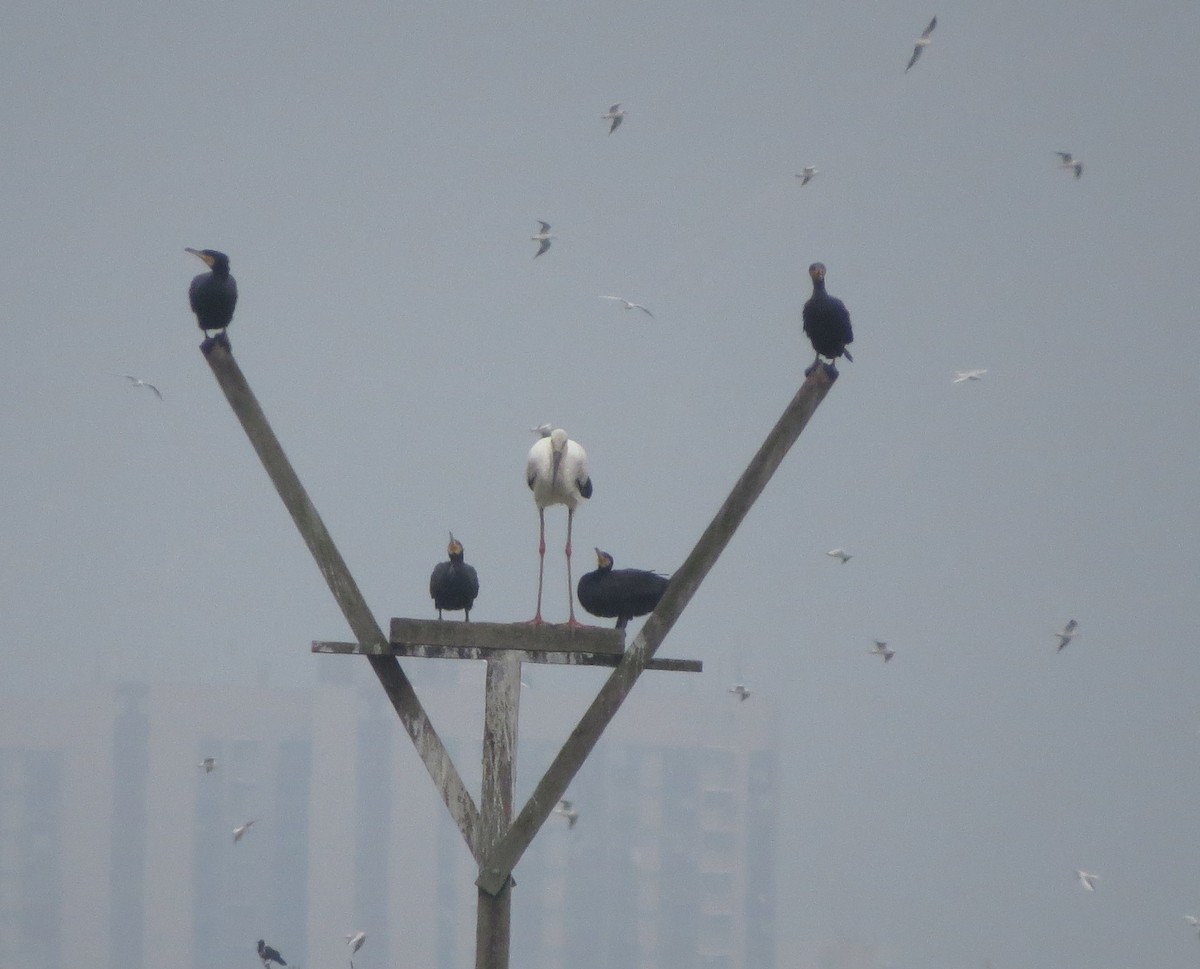 čáp východní - ML645880194