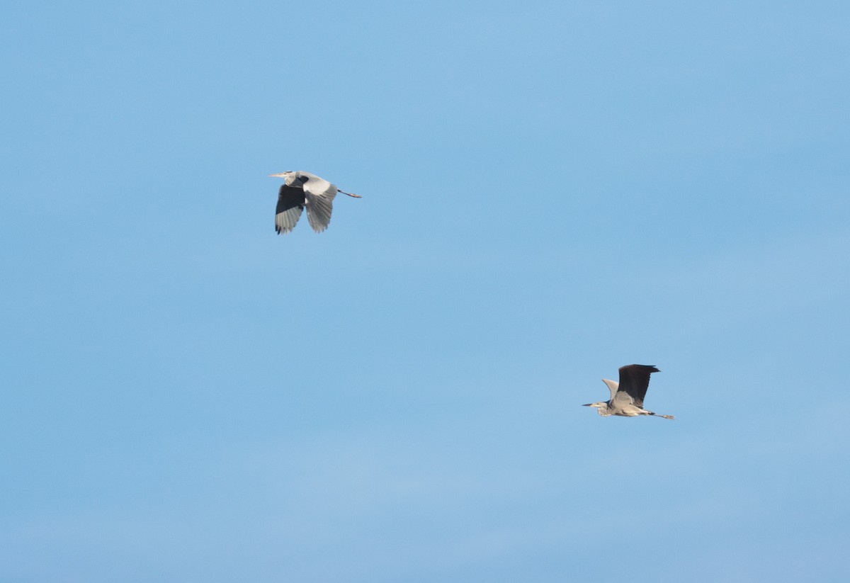 Gray Heron - ML645880197