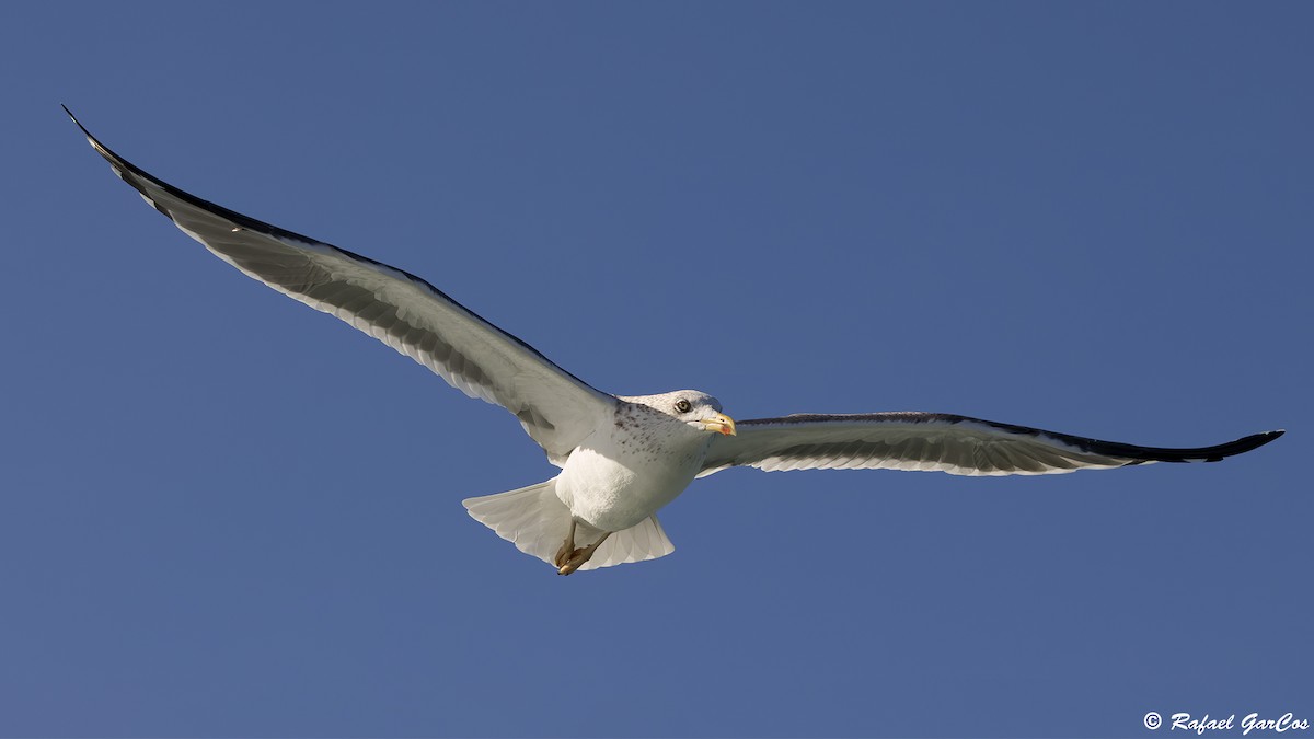 Zafferano - ML645880200