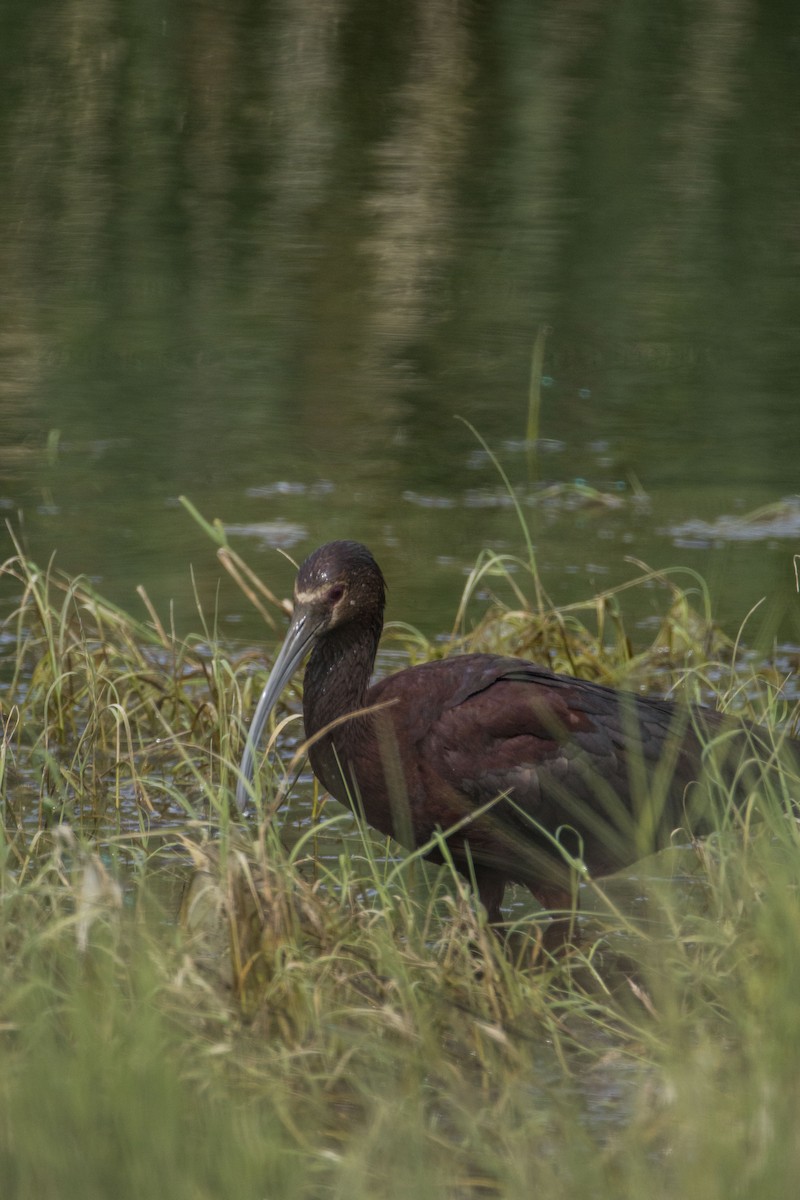 White-faced Ibis - ML645880201