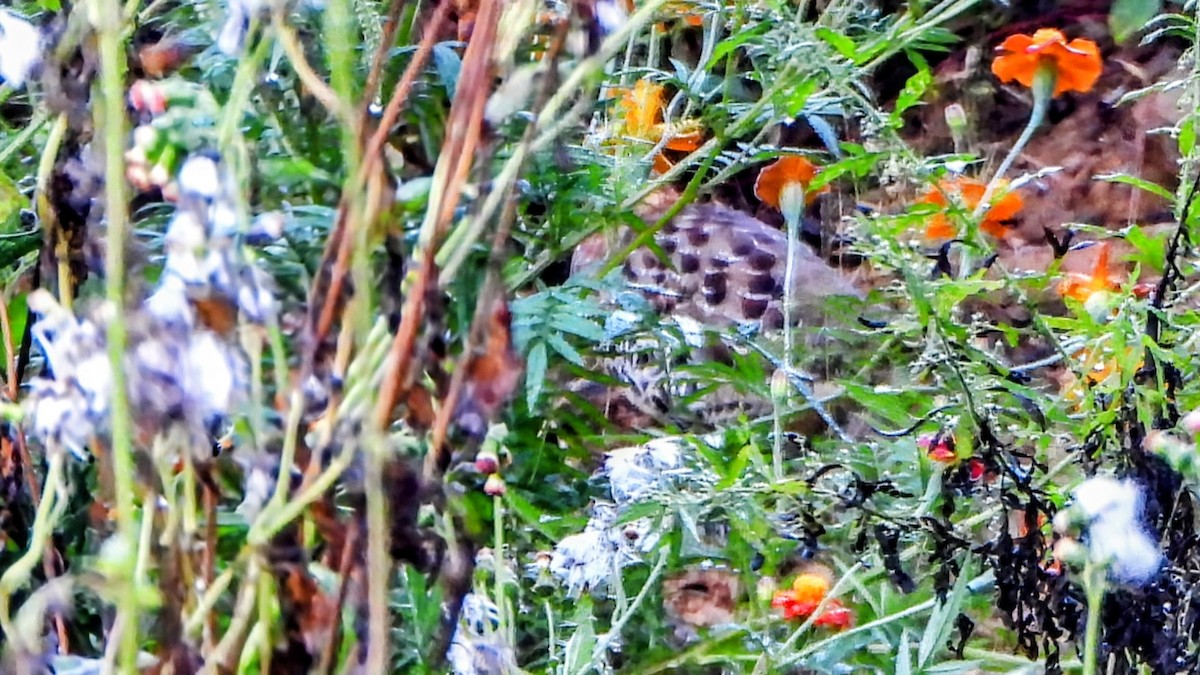 Gelbbrauen-Bambushuhn - ML645880203