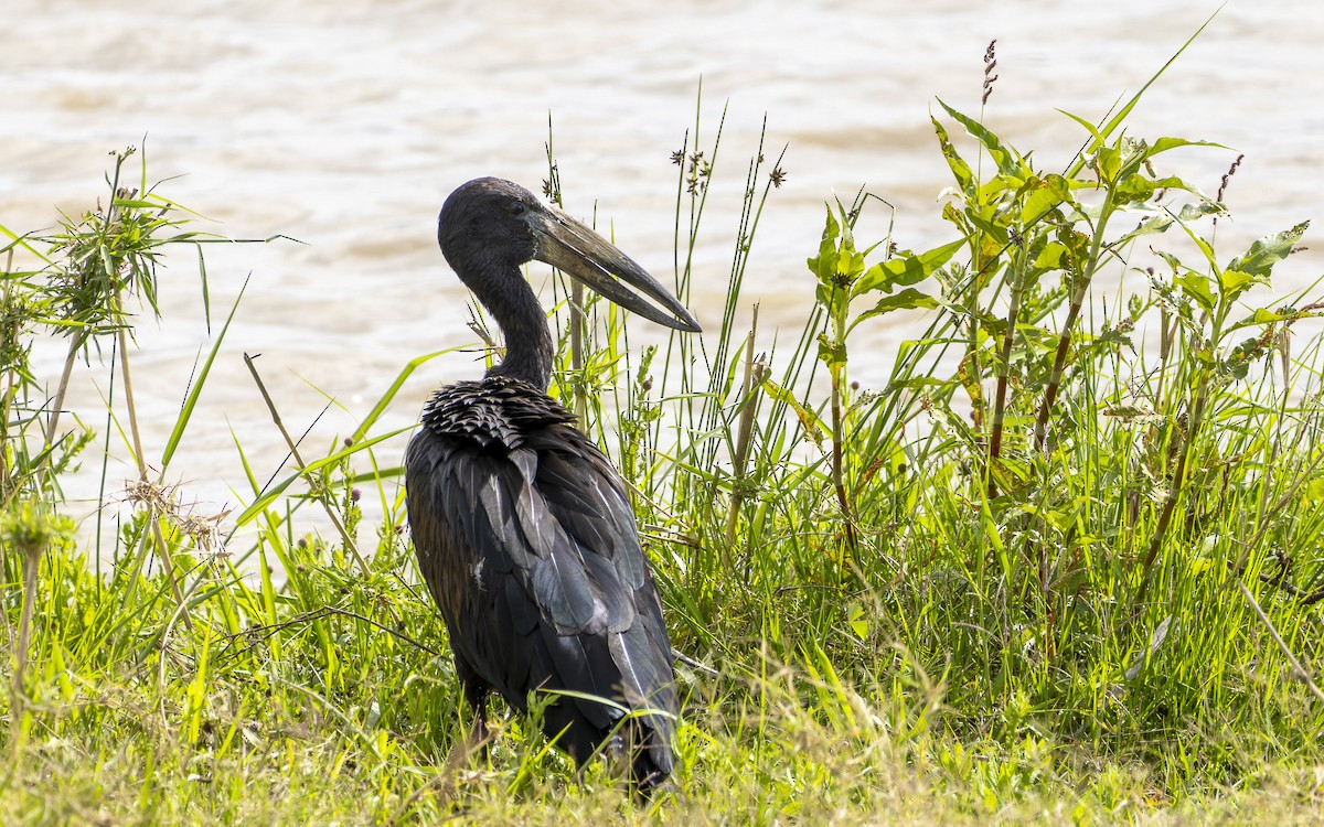 African Openbill - ML645880204