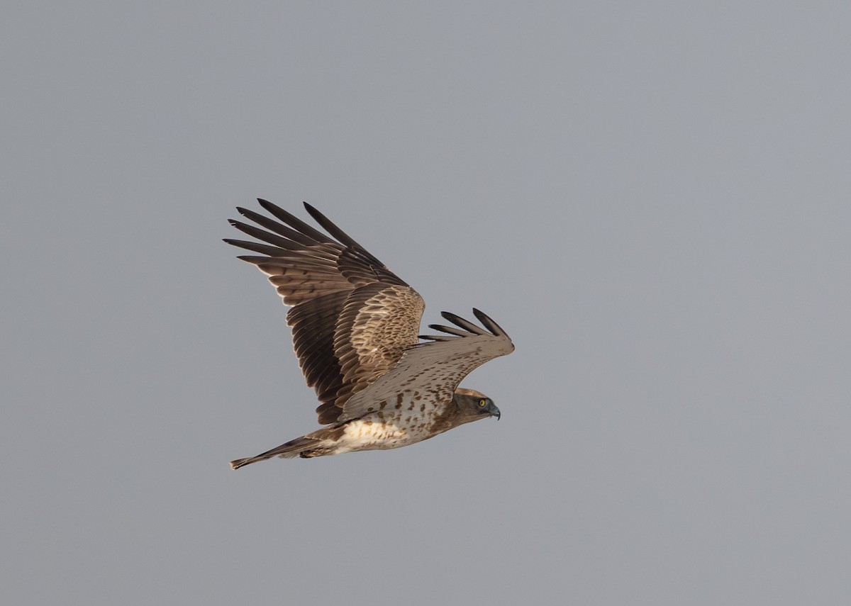 Short-toed Snake-Eagle - ML645880208