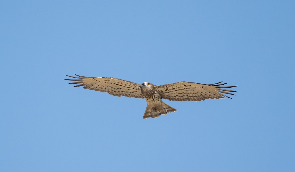 Short-toed Snake-Eagle - ML645880209