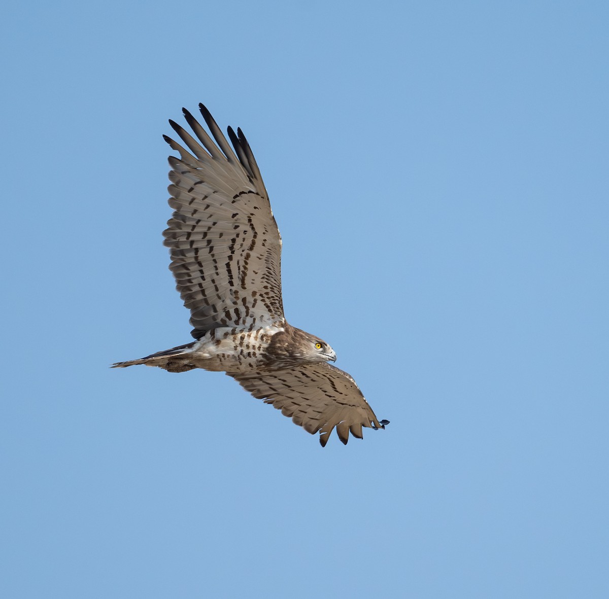 Short-toed Snake-Eagle - ML645880210