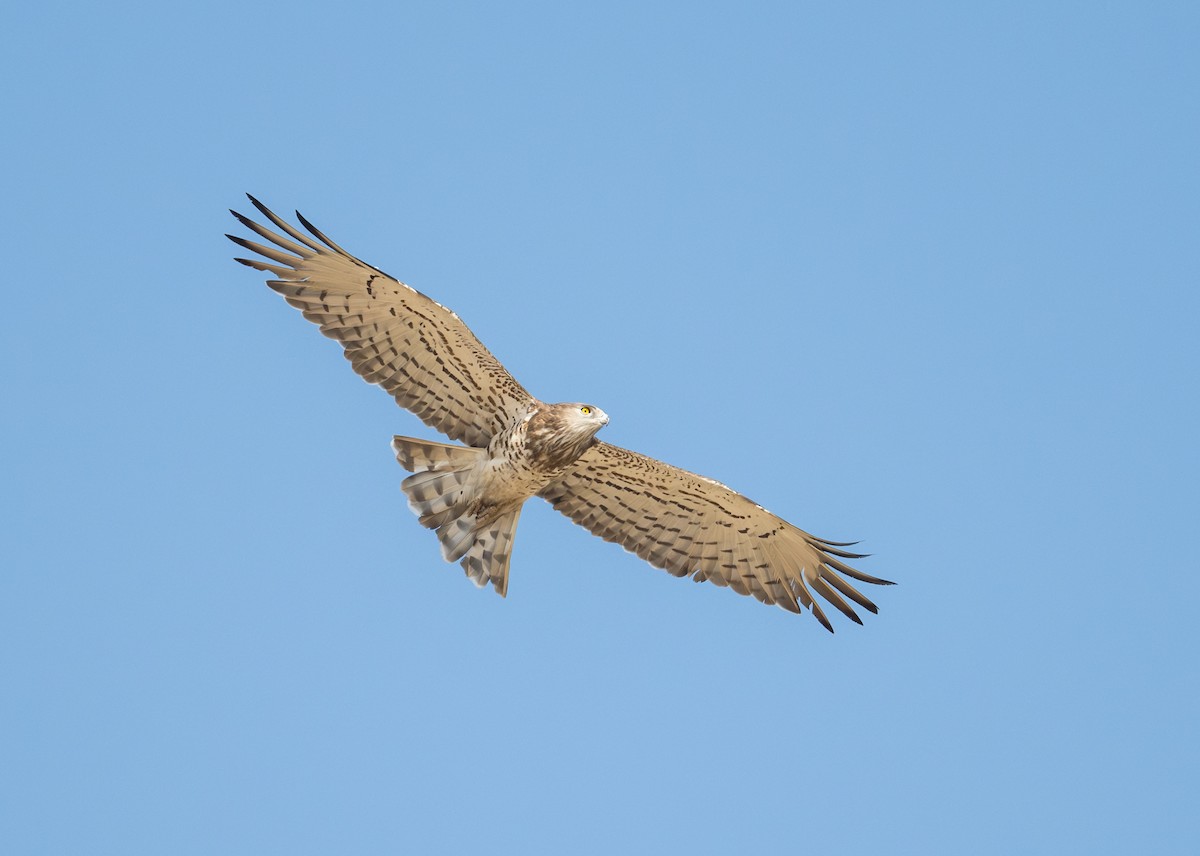 Short-toed Snake-Eagle - ML645880211