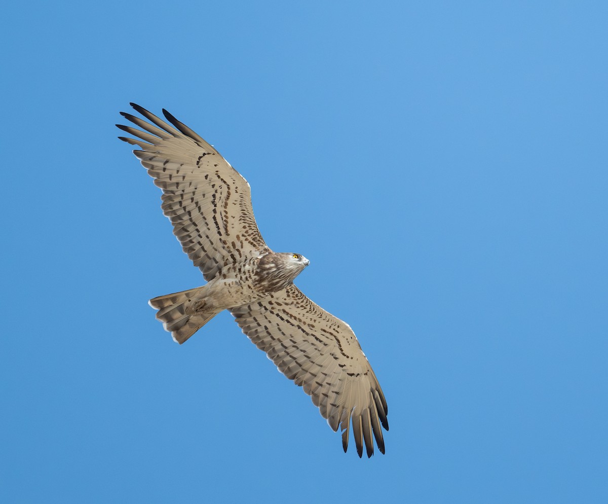 Short-toed Snake-Eagle - ML645880212