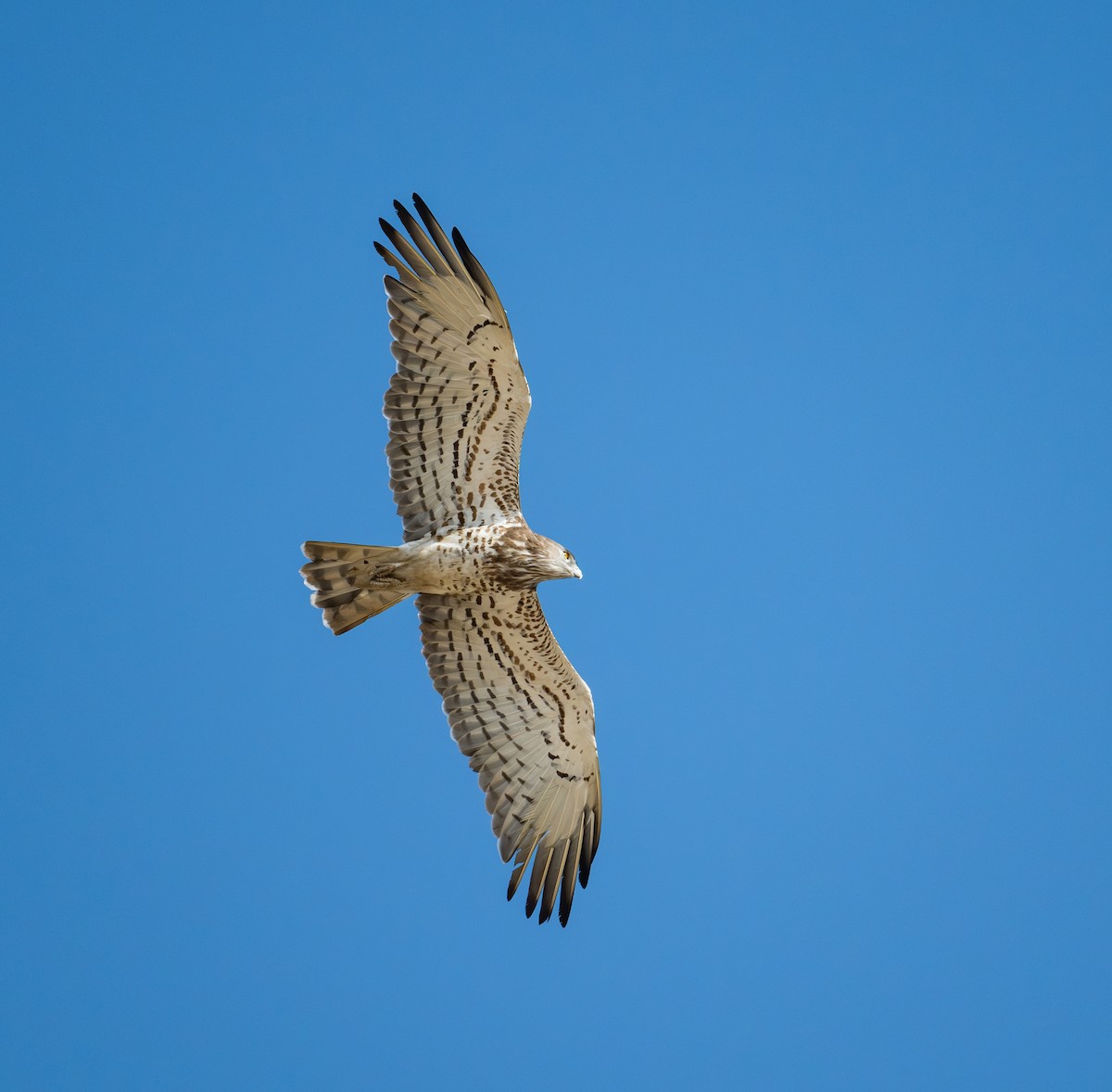 Short-toed Snake-Eagle - ML645880213