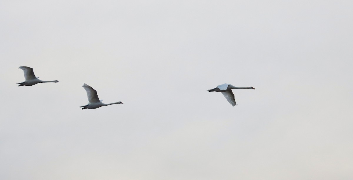 Лебідь-шипун - ML645880216