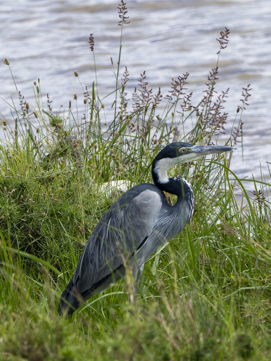 Héron mélanocéphale - ML645880217