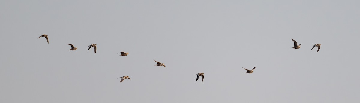 Chestnut-bellied Sandgrouse - ML645880218
