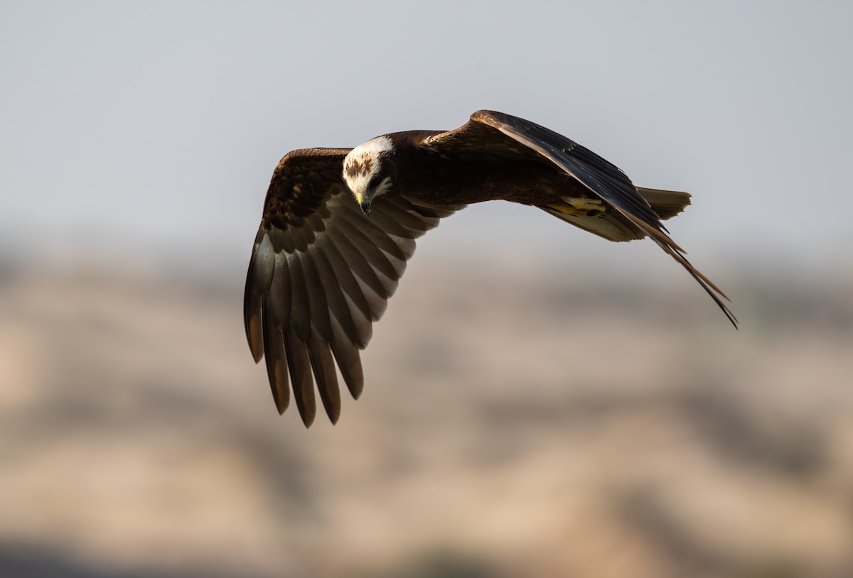 Western Marsh Harrier - ML645880220