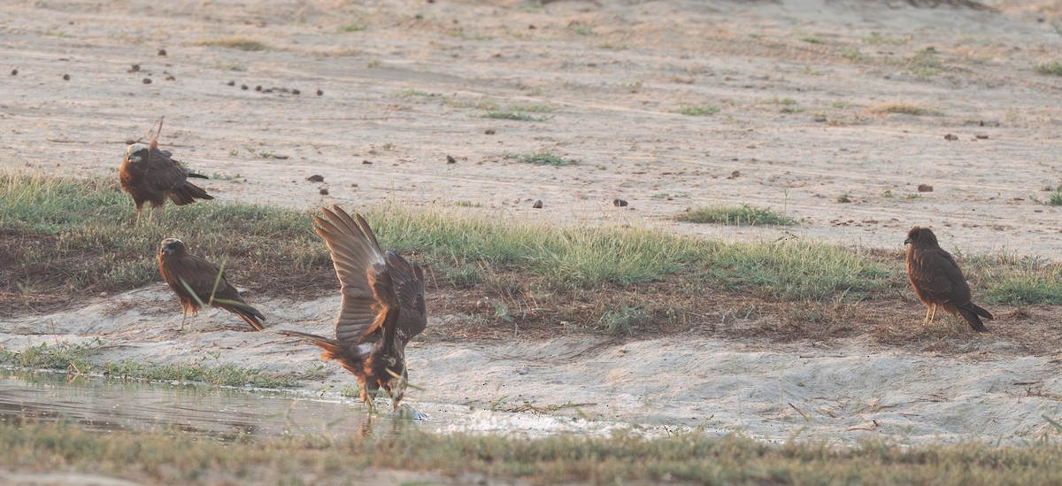 Western Marsh Harrier - ML645880221