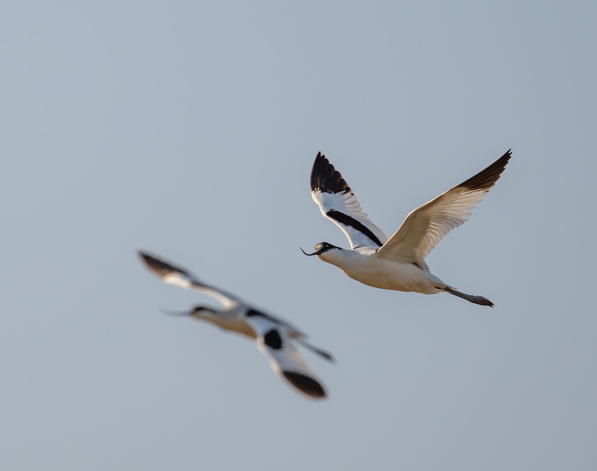 Pied Avocet - ML645880222