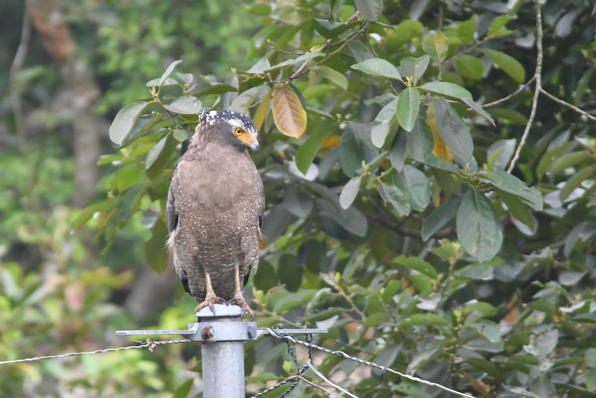 Culebrera Chiíla (grupo cheela) - ML645880225