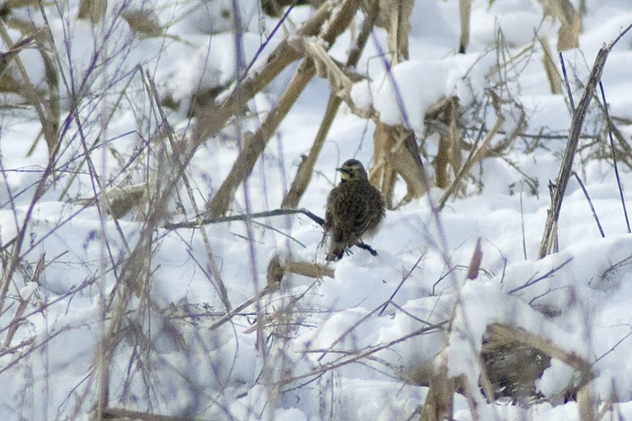 Жайворонок рогатий - ML645880232