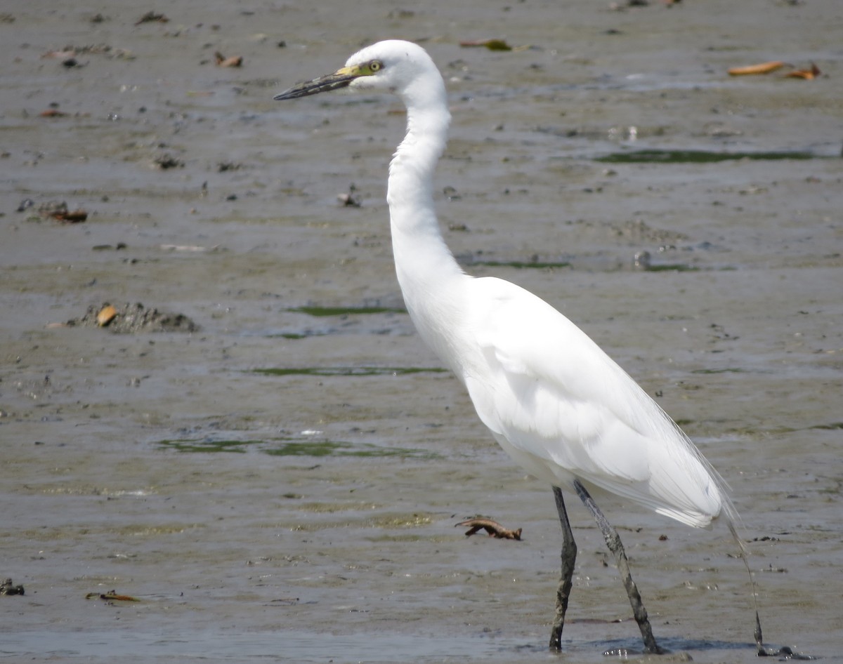 Medium Egret - ML645880234
