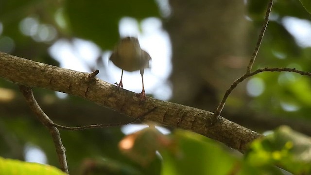 bird sp. - ML645880238