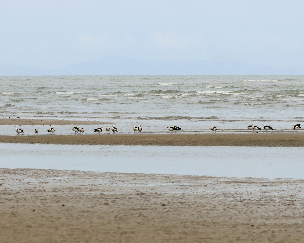 Radjah Shelduck - ML645880241