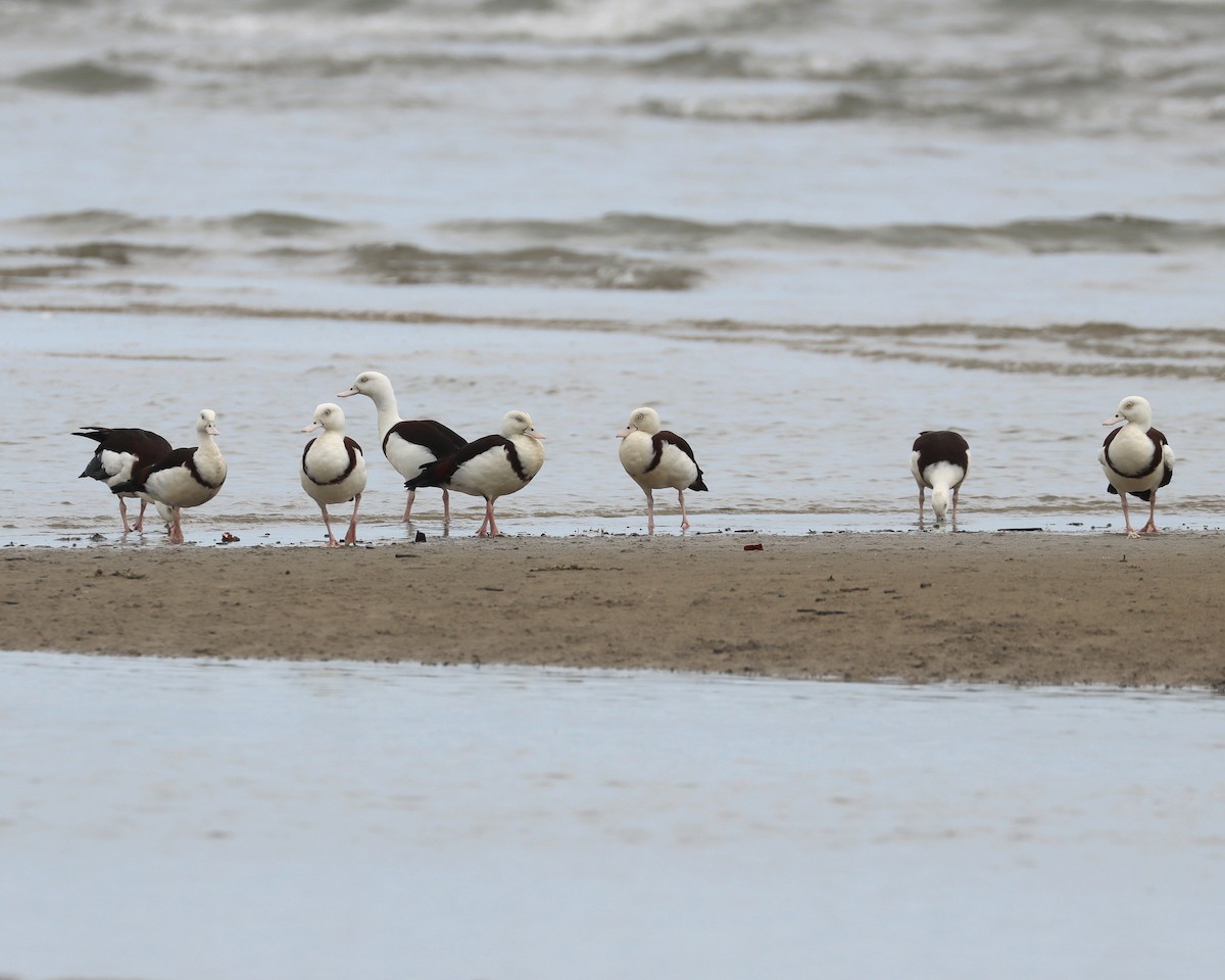 Radjah Shelduck - ML645880242
