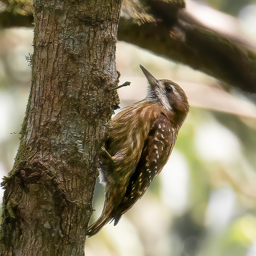 strakapoud celebeský - ML645880243