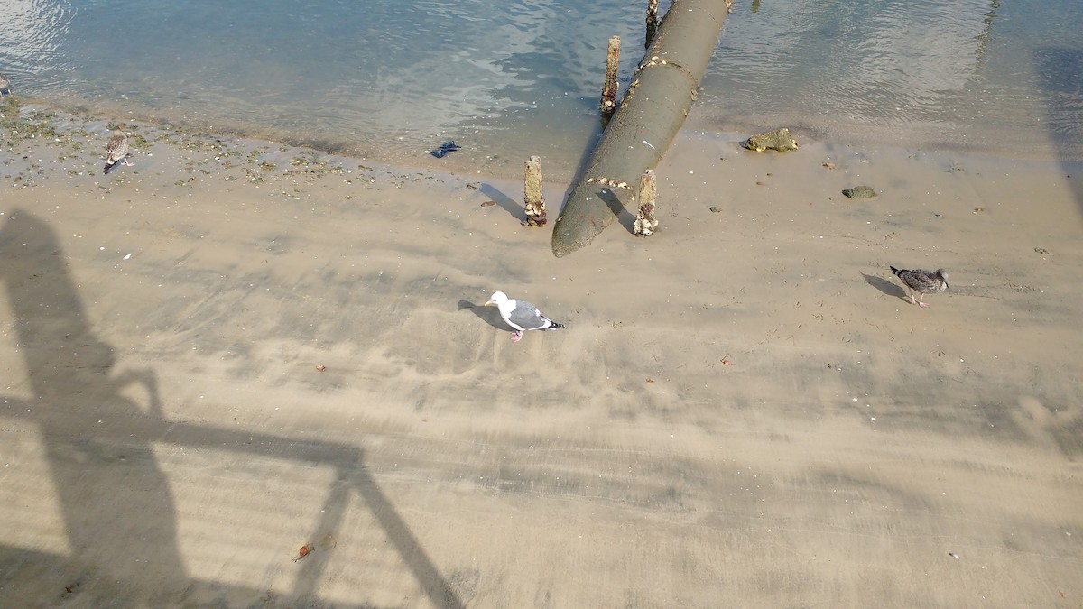 Western Gull - ML645880244