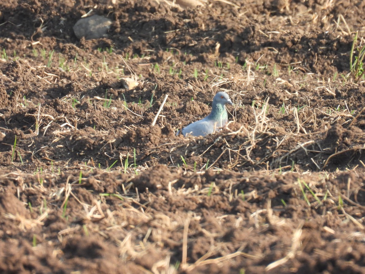 Piccione domestico - ML645880245