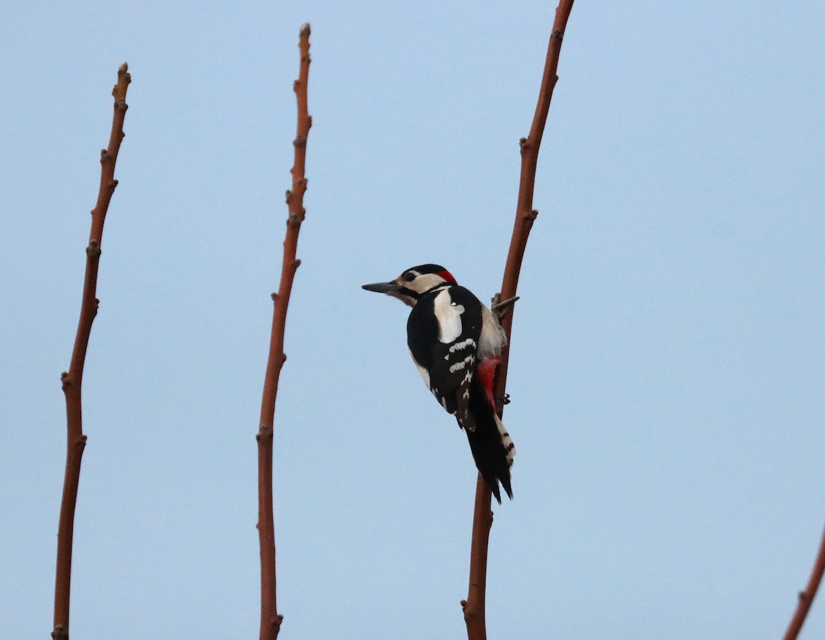 Great Spotted Woodpecker - ML645880247