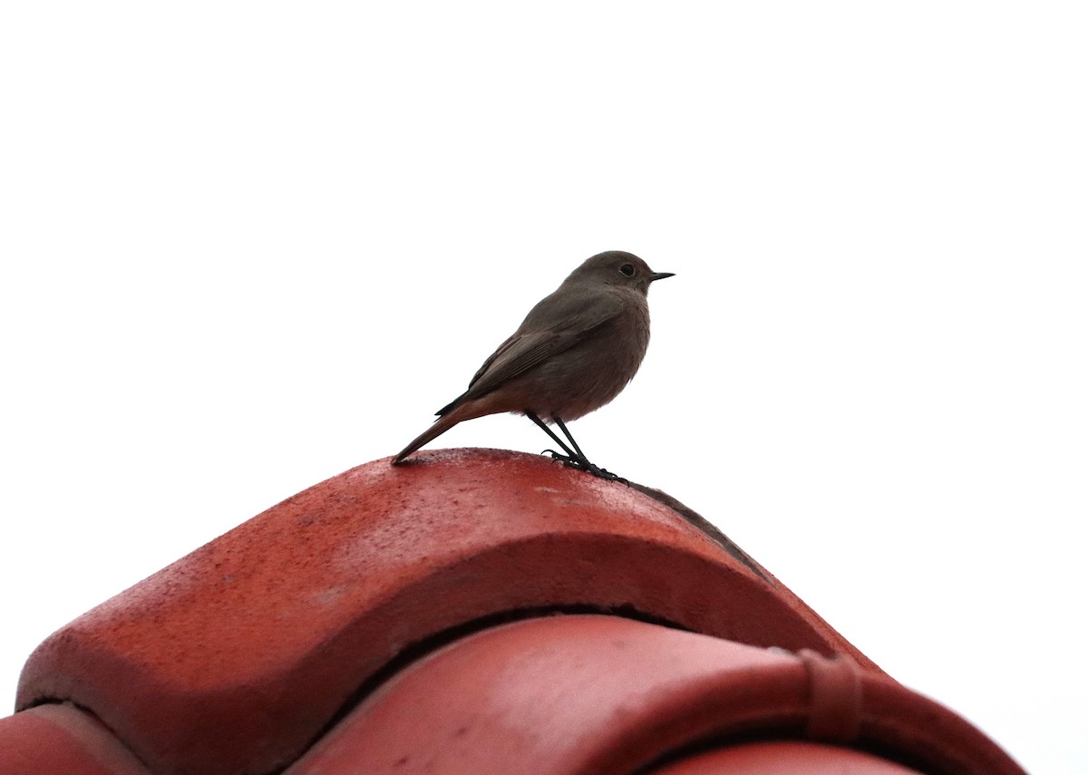Black Redstart - ML645880258