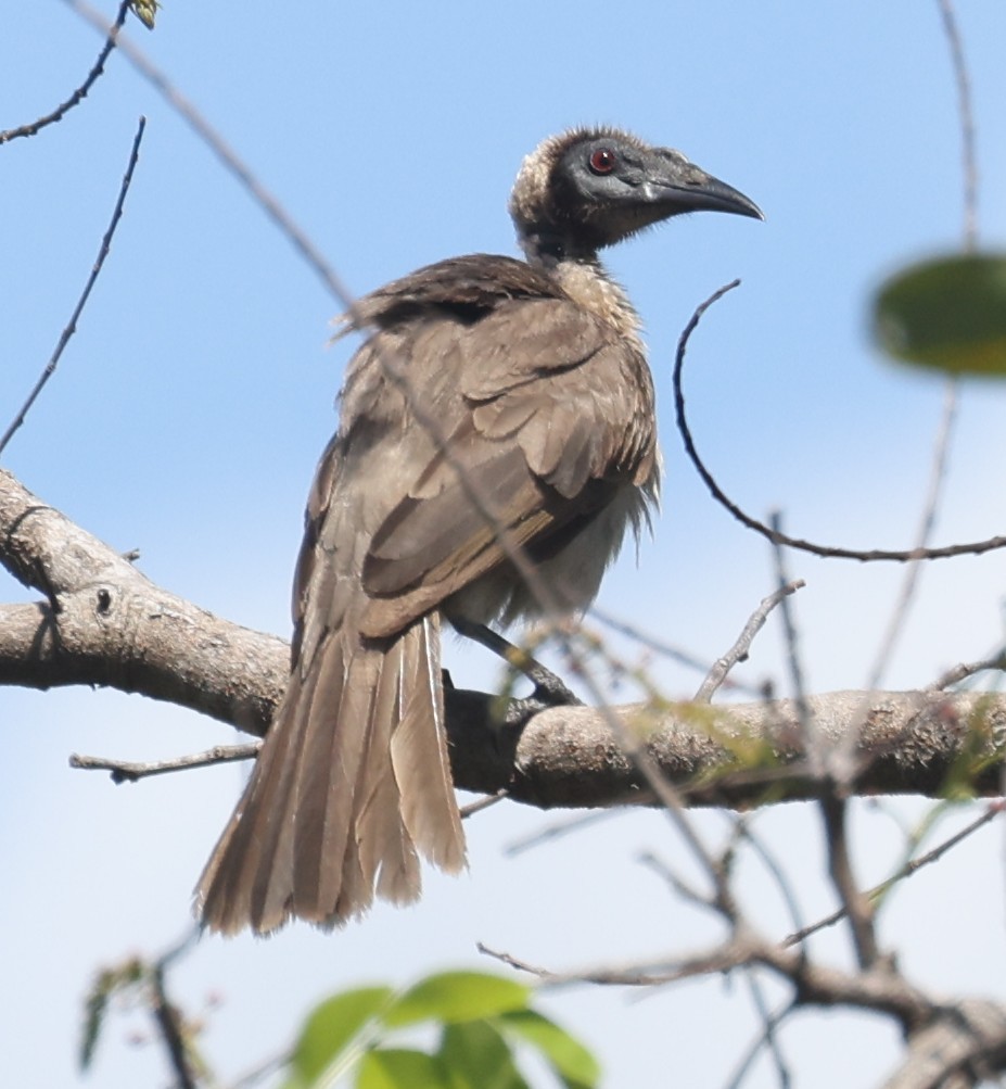 Helmeted Friarbird (Hornbill) - ML645880259