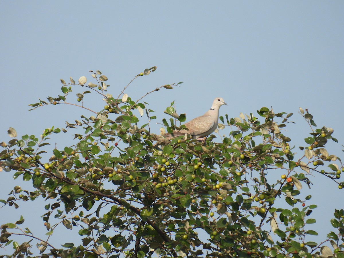 Eurasian Collared-Dove - ML645880260